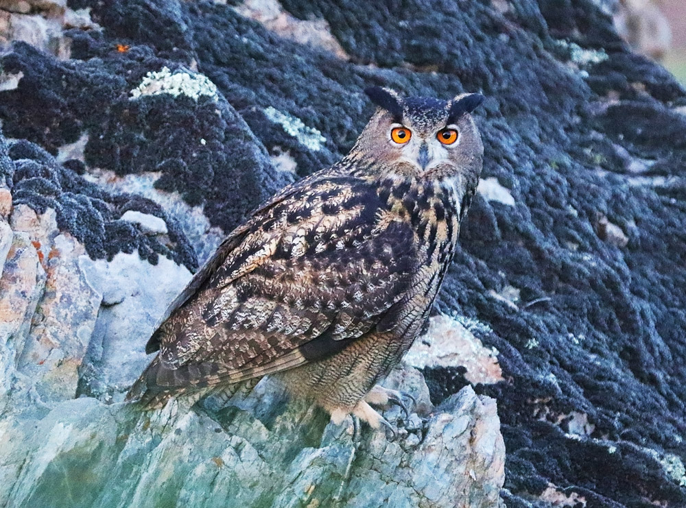 rencontres naturalistes paca